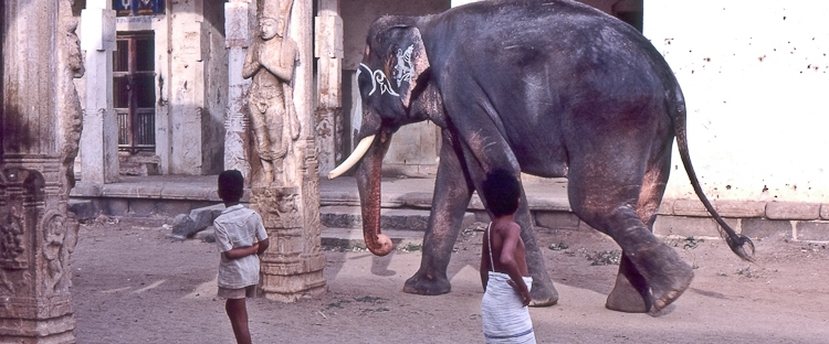 walking alone elephant in hindu temple of trichy in india